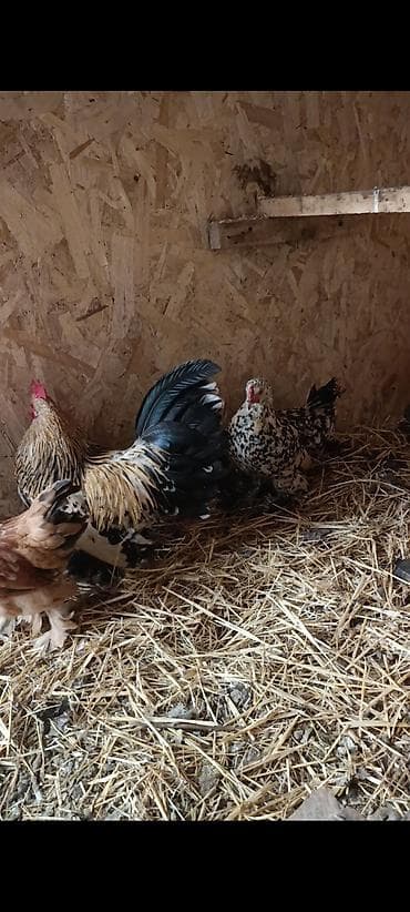 мал алам: Продаю | Куры | Для разведения — 1