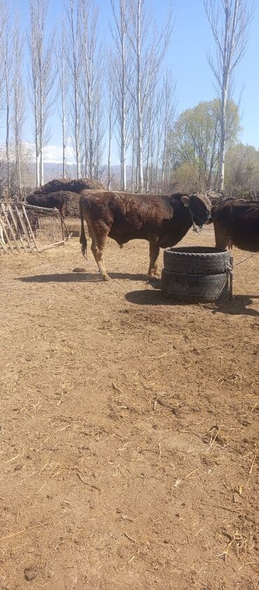 сколько стоит доберман цена: Продаю | Бык (самец) | Швицкая | Для разведения — 3