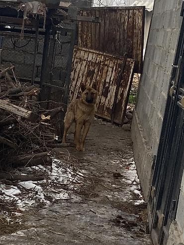 кошка шотландская: Собака даром: Овчарка, 1 год, Самец — 5