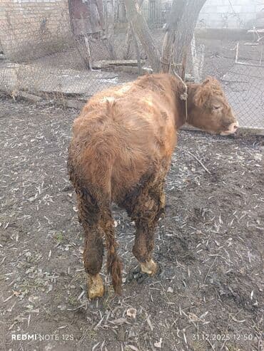 собака терьер: Продаю | Бык (самец) | На откорм | Привязанные — 2