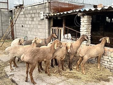 овцы гиссар: Продаю | Овца (самка) | Для разведения | Матка — 2