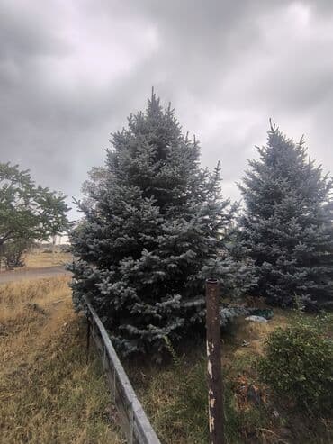 декор зелень: Предлагаются голубые ели, отличающиеся характерным сине-зеленым — 2