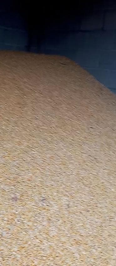 дробленая кукуруза: Кукуруза (зерно) - Тип: сухое зерно кукурузы, желтые зерна - Фракция — 3