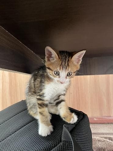 Котёнок, тигрово-пятнистый с белыми лапками и грудкой. Большие — 2