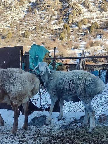 кичинекей мышык: Сатам | Ургаачы кой (ургаачы) | Көбөйтүү үчүн — 4