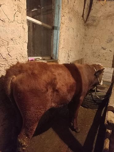 форель каракол: Сатам | Бука (эркек) | Бордоп семиртүү үчүн | Байланган — 2