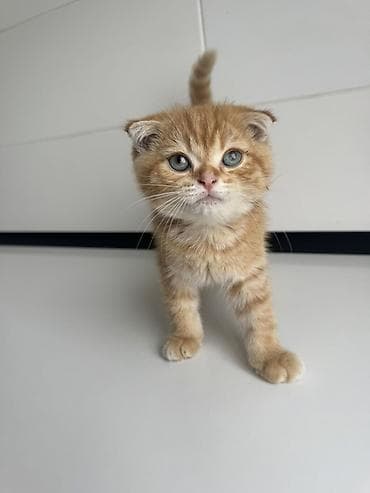 Продажа кошек: Шотландский вислоухий котёнок (Scottish Fold) - Окрас: рыжий табби с — 2