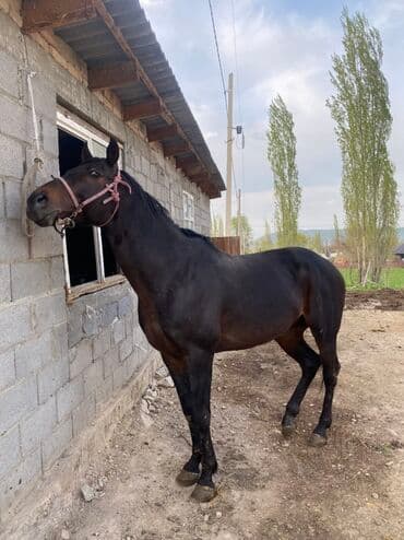 собака бульдок: Продаю | Жеребец | Английская | Рабочий — 1