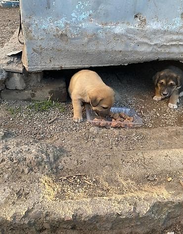 шенки бельгийской овчарки: Щенки.Мальчик и девочка.Им месяца 2.Будут среднего размера. Им очень — 4