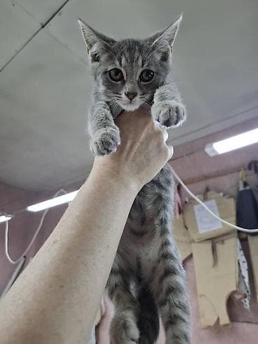 scottish fold: Котята, окрас серый/дымчатый и серый тигровый (табби). Котята — 2