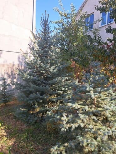 саженцы хвойных пород: Саженцы деревьев: Ели — 7