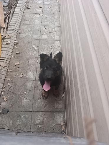 купить щенка мопса: Восточно-европейская овчарка 2.5 месяца 1-ую прививку сделали ровно в — 1