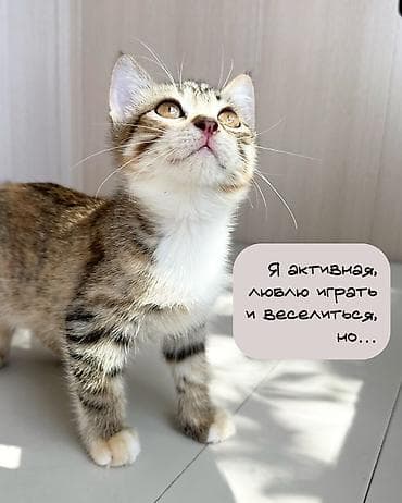 котята мейкун: 3 месяца, Девочка, Приучена к лотку — 2
