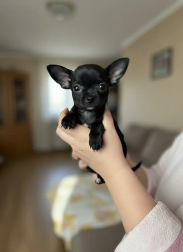 щенки немецкой овчарки в дар: Миниатюрный щенок чихуахуа шоколадного окраса. - Компактный формат — 1