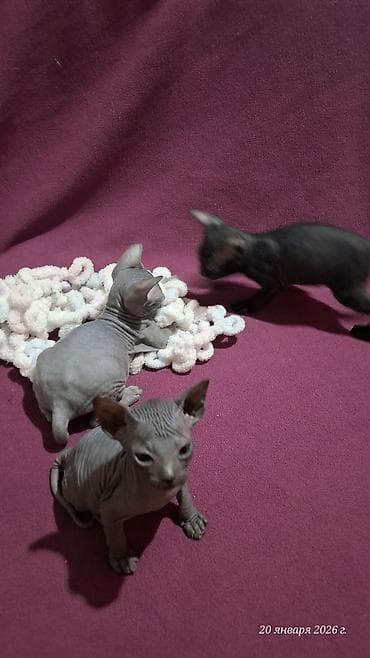Предлагаются к бронированию Котята донского сфинкса.Отдавать буду в 2