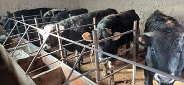 французкий бульдог цена: Продаю | Бык (самец) | На откорм | Привязанные — 4