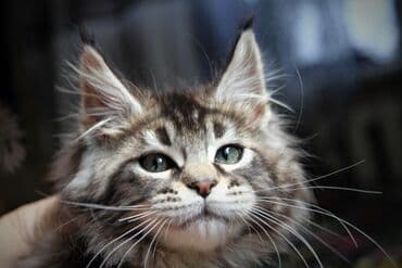 мэй кун: Котята Мейн-куны 🥳🥳🥳 продажа Элитных котята Мейн-куны, чистокровные — 9