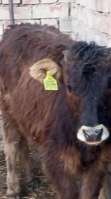 продаю бычки: Продаю | Тёлка | На откорм | Привязанные — 10