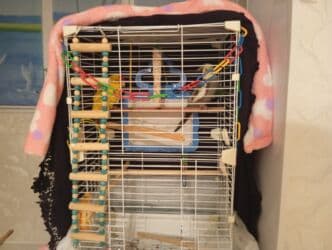 Грызуны: Продам двух попугаев ЦЕНА-7200 Породы- 1)корелла 2)какарик ОБА НЕ — 2