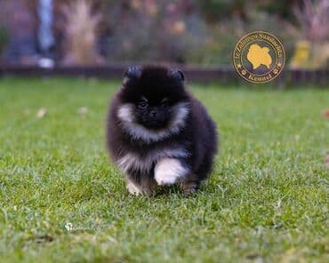 русский спаниель щенок купить: Шпиц, 2 месяца, Самец, С прививкой, С родословной — 8