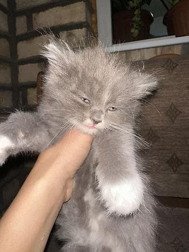 британские котята питомник: Британская короткошёрстная, 2 месяца, Мальчик, Биколор, Проглистована — 2