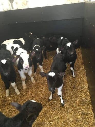 уй сх животное: Продаю | Музоо, торпок, Бык (самец), Тёлка | На забой, Для разведения, На откорм | Племенные — 1