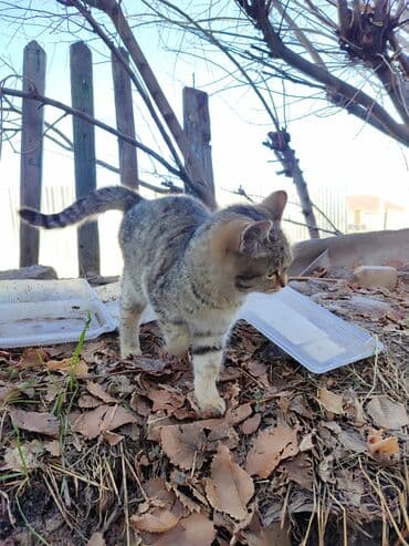 в добрые руки кошки: Беспородная, 6 месяцев, Девочка, Серый — 3