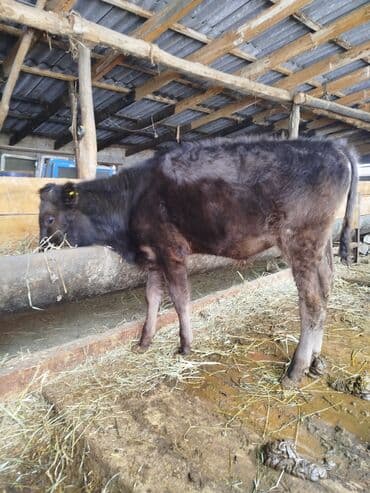 Собаки: Продаю | Бык (самец), Музоо, торпок | На откорм | Привязанные — 2