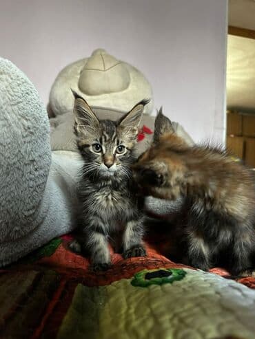 американская енотовая кошка: Мейн-кун котята - Порода: мейн-кун, типичные крупные уши с — 6