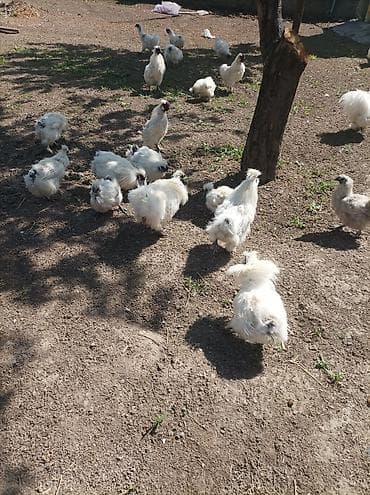 Сатам | Тооктор | Союуга, Көбөйтүү үчүн — 2