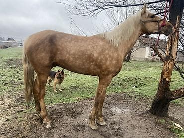 Лошади, кони: Продаю | Конь (самец) | Конный спорт, Для разведения — 2