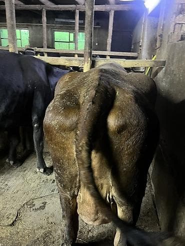 куплю корову: Продаю | Корова (самка) | Швицкая, Аулиекольская | Для молока | Привязанные — 4