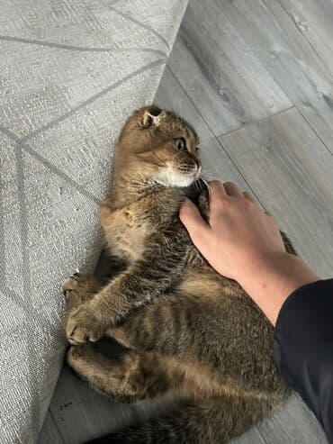 кошки купить бишкек: Скотиш Фолд (Шотландская вислоухая), 10 месяцев, Девочка, Приучена к лотку, Проглистована, С прививками — 5