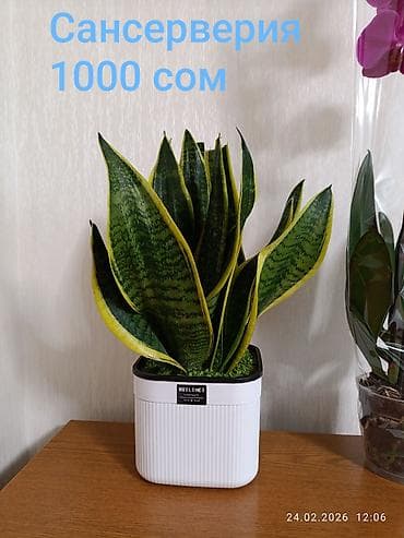 каланхоэ в горшке цена: Комнатные растения в горшках: - Каланхоэ — разноцветные кустики с — 2