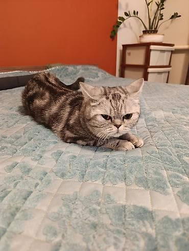 Вязка кошек: Отдам в добрые руки за символическую плату кошку порода скоттиш страйт — 2