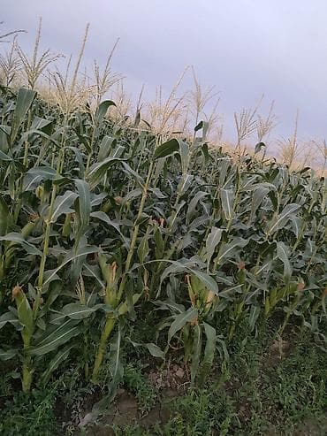 Продукты питания: Кукуруза Оптом — 2