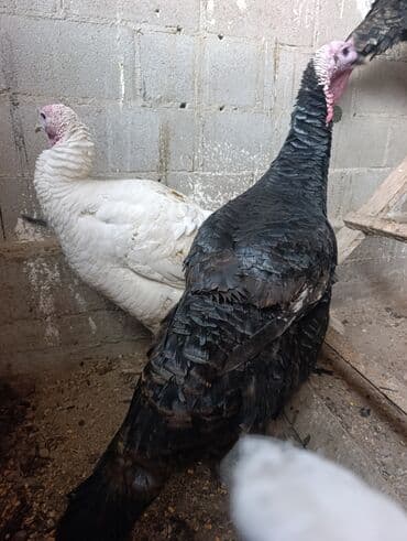 Продаю | Индюк (самец) | Для разведения | Племенные