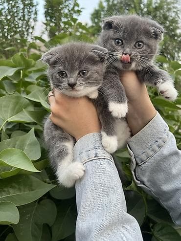 сколько стоит вислоухая кошка: Шотландские вислоухие котята (Scottish Fold) - Окрас: графитово-серый — 1