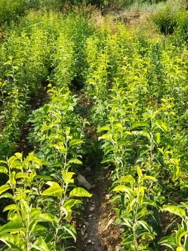 уголь каракече бешсары шабыркуль каражыра доставка бишкек купить фото: Саженцы плодовых деревьев (полевая плантация) - Ровные ряды молодого — 4