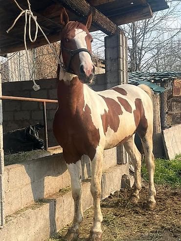 ыссык куле: Сатам | Байтал | Жумушка — 1