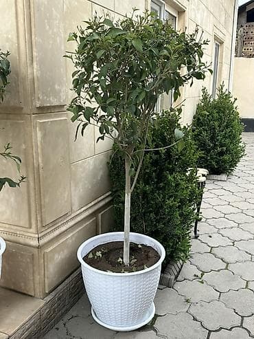 уй емеректер: Декоративное деревце в кадке - Вид: вечнозелёное декоративное дерево — 2