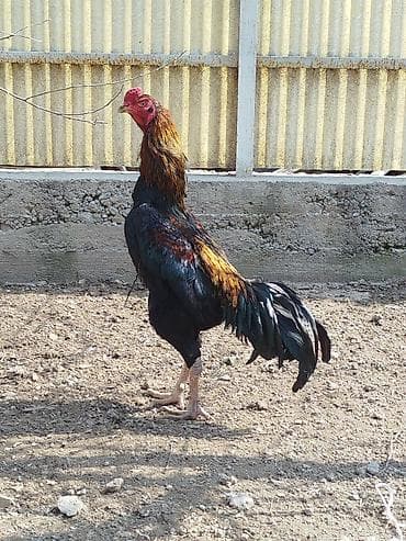 С/х животные и товары: Продаю | Куры — 1