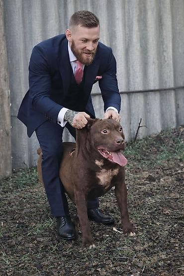 собака охота: Вязка: Питбуль, Самец, 2 года, С прививкой, С родословной — 3