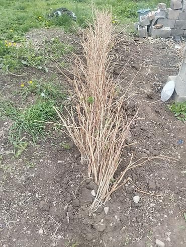 коробки для цветов купить: Саженцы малины (корневые отпрыски/пучки побегов) - Разновидность — 1