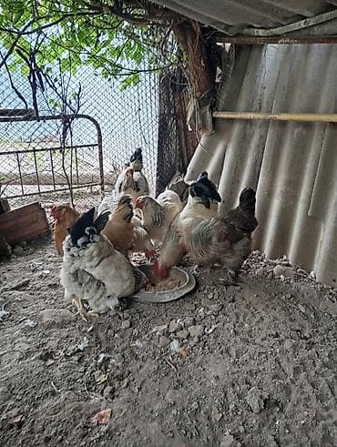 продам курей: Продаются 8 куриц и 3 петуха.находятся в городе Кант — 3