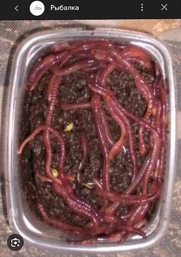 Живые навозные черви для рыбалки. - Вид: навозный/калифорнийский