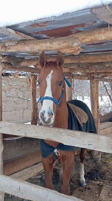 Кемирүүчүлөр: Сатам | Жылкы (эркек) | Дончак | Ат спорту | Асыл тукумдуу — 1