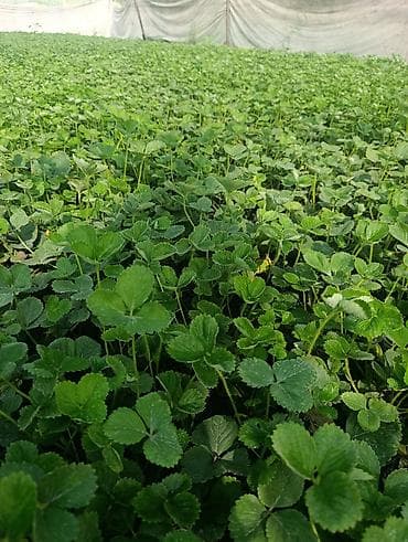косилка для трава: Клубника көчөт Альбион сорт сатам, кассетада торфко отургузулган — 1
