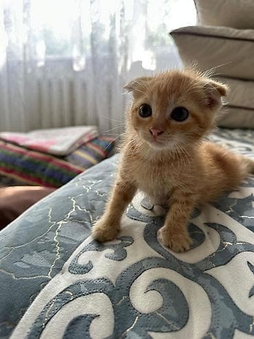 шотландский кот: Скотиш Фолд (Шотландская вислоухая), 2 месяца, Девочка, Рыжий, Приучена к лотку — 4