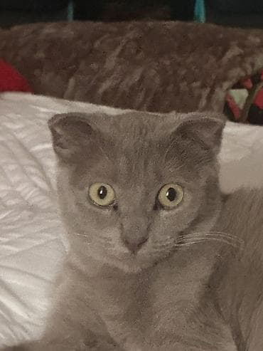 Шотландская вислоухая кошка, окрас: сплошной серый (blue). Короткая